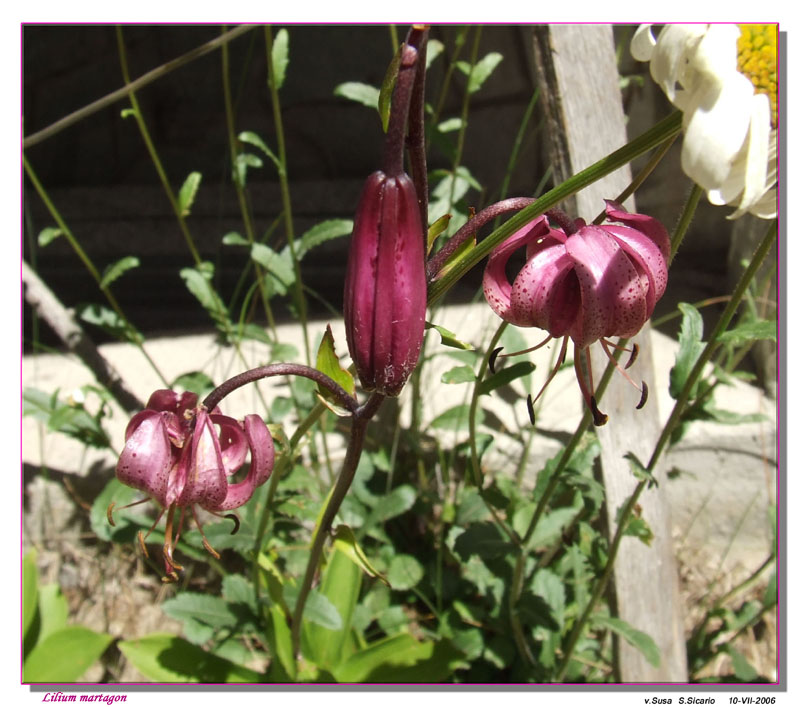 Lilium martagon / Giglio martagone